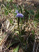 Heloniopsis koreana