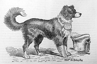 <span class="mw-page-title-main">Help (dog)</span>