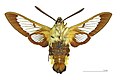 * Nomination Broad-bordered Bee Hawk-moth - △ Ventral side - Male. By User:Archaeodontosaurus --Olivier LPB 09:22, 19 July 2018 (UTC) * Promotion Good quality. -- Salicyna 09:51, 19 July 2018 (UTC)