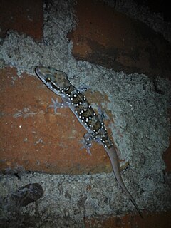 <i>Hemidactylus lankae</i> Species of lizard
