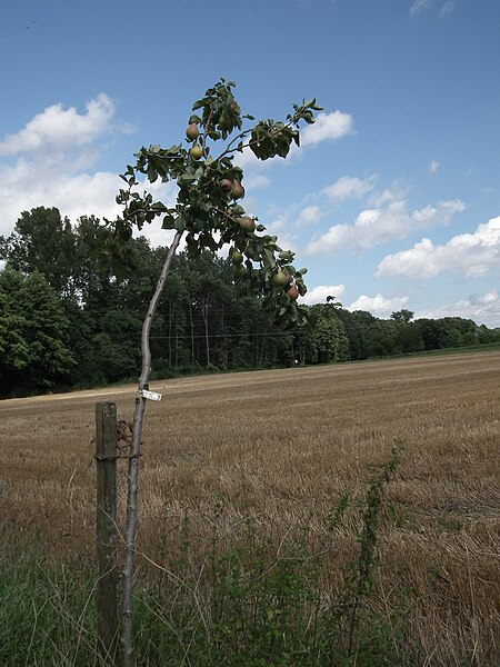 File:Herbstbirne Clapps Liebling.JPG