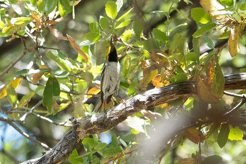 File:Hermit Warbler (male) Huachuca Canyon (upper) Sierra Vista AZ 2019-05-05 11-53-10 (47783755171).jpg