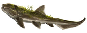 Heterosteus recon.png