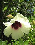 Hibiscus diversifolius flower.jpg