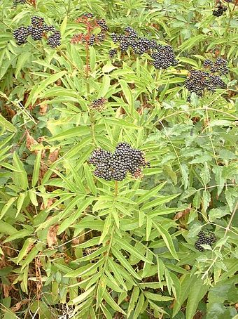 Sambucus Ebulus Wikiwand