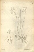 Stichorkis disticha Type species