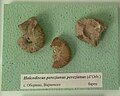 Holcodiscus perezianus perezianus (d'Orbigny) en:Barremian, Oborishte, Varna Province at the en:Sofia University "St. Kliment Ohridski" Museum of Paleontology and Historical Geology