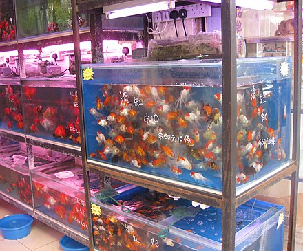 Продать аквариумных рыбок. Аквариумные рыбки на рынке. Птичий рынок рыбки аквариумные. Птичий рынок аквариумы. Полюстровский рынок рыбки аквариумные.