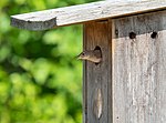 Thumbnail for File:House wren in JBWR (50034).jpg