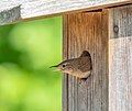 Image 94House wren doing its best eel impression guarding its nestbox.