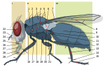 6 = Escutelo em Muscidae (Diptera)