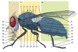 Anatomía de una mosca doméstica