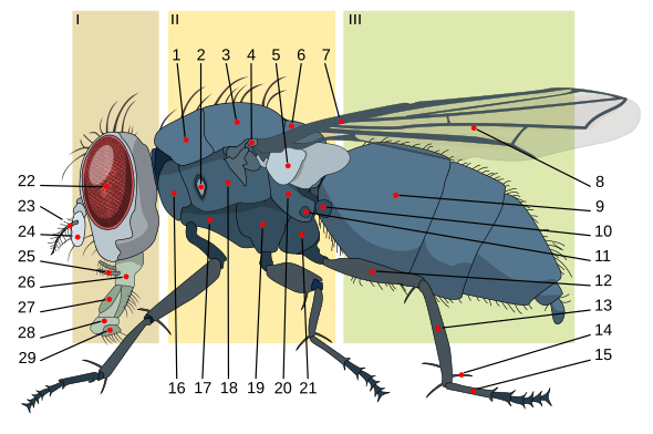 I: capo; II: torace; III: addome. — 1: prescuto; 
2: stigma (o spiracolo) anteriore; 3: scuto; 4: basalare; 5: caliptra; 6: scutello; 7: nervatura alare (costa); 8: ala; 9: urite (o segmento addominale); 10: bilanciere; 11: stigma (o spiracolo) posteriore; 12: femore; 13: tibia; 14: sperone; 15: tarso; 16: propleura; 17: prosterno; 18: mesopleura; 19: mesosterno; 20: metapleura; 21: metasterno; 22: occhio composto; 23: arista; 24: antenna; 25: palpi mascellari; 26: labbro inferiore (o labium); 27: labello; 28:pseudotrachee; 29:?.