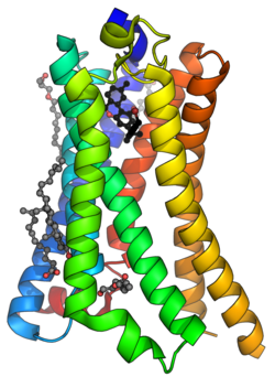 Human cannabinoid receptor 1 (CB1) PDB 5XRA.png