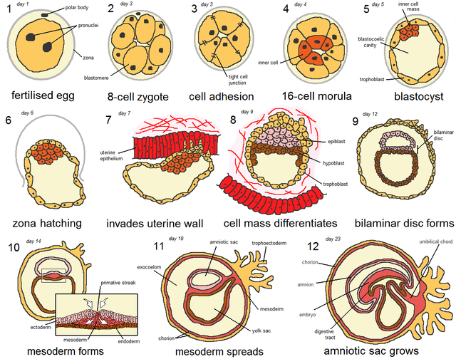 https://upload.wikimedia.org/wikipedia/commons/thumb/8/8f/Human_embryogenesis.png/640px-Human_embryogenesis.png