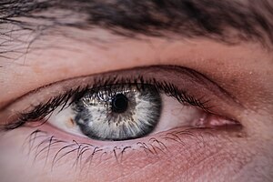 Human eye iris 3.jpg