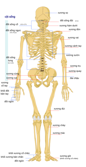 Bộ xương người – Wikipedia tiếng Việt