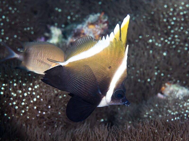 File:Humphead bannerfish (Heniochus varius) (37402715192).jpg