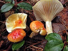 Hygrophorus speciosus, Oneida Co. 1.jpg