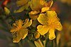 Hypericum kalmianum flower.jpg