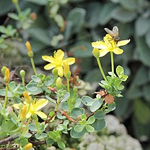 Hypericum pallens-IMG 5534.jpg