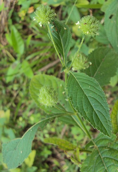 File:Hyptis capitata 02.JPG