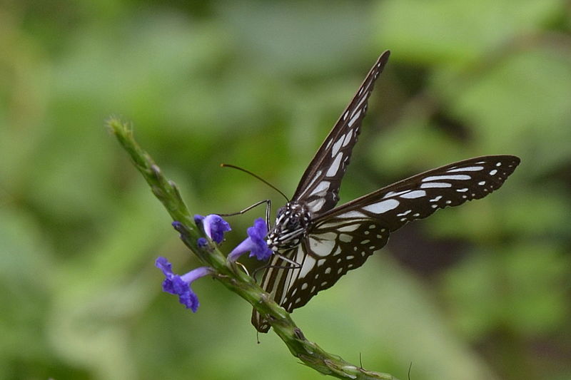 File:Ideopsis juventa - Warembungan(2).JPG