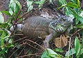 * Nomination Green iguana (Iguana iguana), Ho Chi Minh City Zoo, Vietnam --Poco a poco 06:01, 15 April 2014 (UTC) * Decline Good shot but very noisy, sorry. --Uoaei1 13:43, 23 April 2014 (UTC)