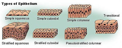 Epiteelikudos: Pintaepiteelit, Rauhasepiteeli, Aistinepiteeli