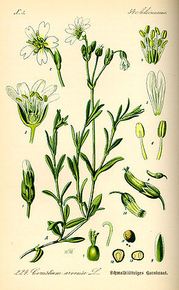 Dirvinė glažutė (Cerastium arvense)