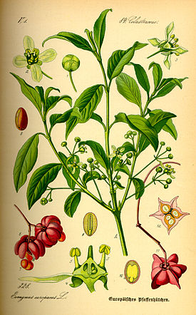 Harilik kikkapuu Euonymus europaeus