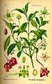 Planche botanique de Euonymus europaeus, le fusain d'Europe