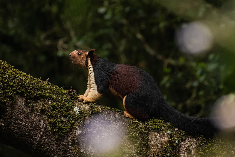 File:Indian giant squirrel Malabar giant squirrel Ratufa indica (30449719657).jpg