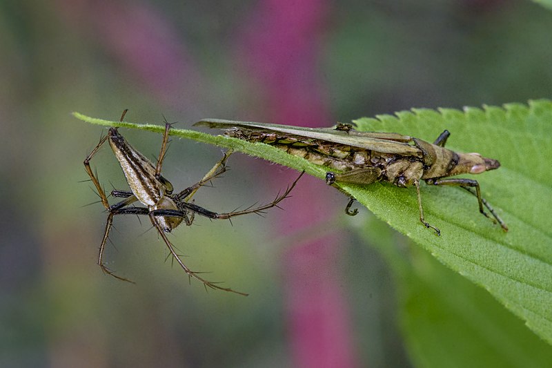 File:Insect Food chain.jpg