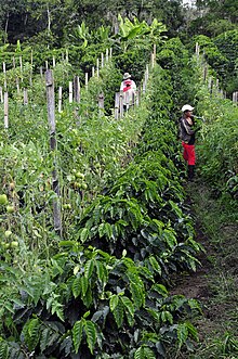 Intercropping coffee and tomatoes Intercropping coffee tomatoes.jpg