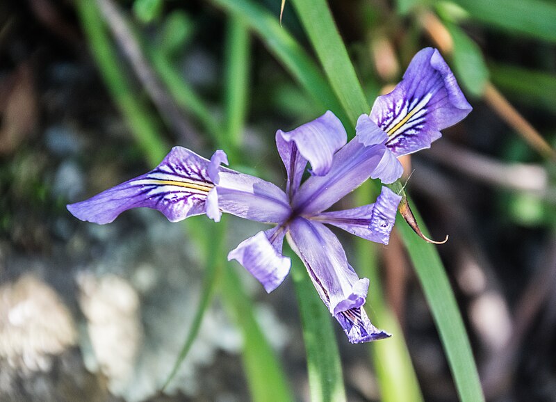 File:Iris douglasiana in Christchurch Botanic Gardens 02.jpg