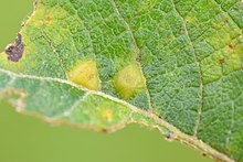 Iteomya cfr capreae on Salix cfr cinerea (31801758721).jpg