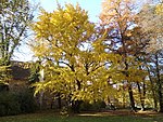 Der Ginkgo im Herbstkleid