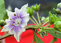 Flower, Collection Mione, Leiva G. & Yacher 757, collected in Peru, Province Contumazá. Photo taken in Peru, 22 Mar 2007