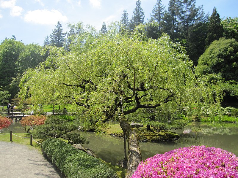 File:Japanese garden view 2.jpg