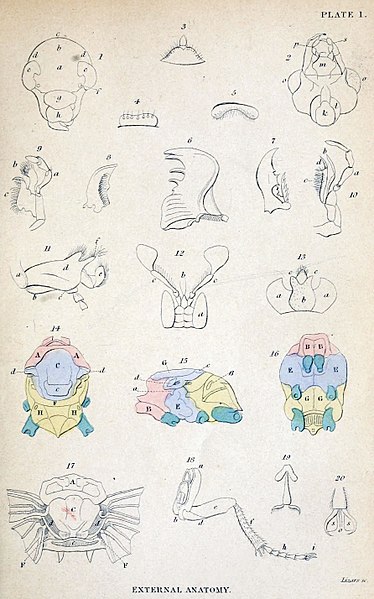 File:Jardine Naturalist's library Entomology Plate I.jpg