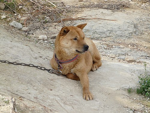 Sotwe chindo. Корейский Джиндо. Корейский Чиндо порода собак. Джиндо собака. Корейская собака Хиндо фото.