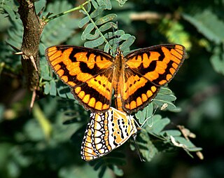 <i>Byblia</i> Genus of brush-footed butterflies