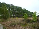 Català: Jonqueres de la rerapineda de Gavà III (Baix Llobregat) (Gavà). Aiguamolls i criptoaiguamolls. This is a a photo of a wetland in Catalonia, Spain, with id: IZHC-08001115 Object location 41° 16′ 22.08″ N, 2° 00′ 26.64″ E  View all coordinates using: OpenStreetMap