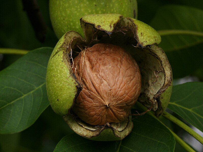 File:Juglans regia Echte Walnussfrucht 2.jpg