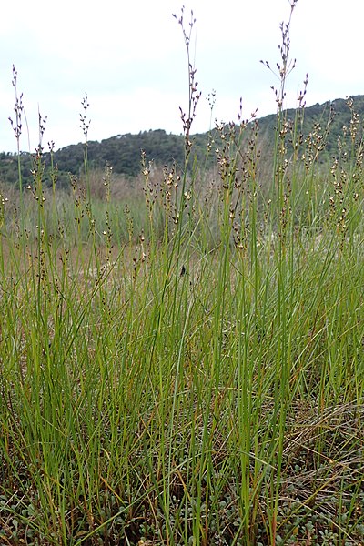 File:Juncus gerardii kz02.jpg