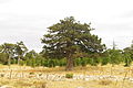 Juniperus excelsa - Boylu Ardic - Greek Juniper 10.JPG