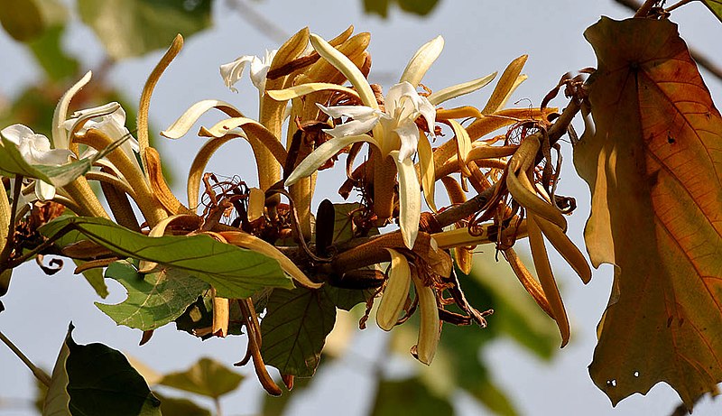 File:Kanak Champa (Pterospermum acerifolium) in Hyderabad W IMG 7126.jpg