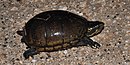 Mississippi mud turtle (Kinosternon subrubrum hippocrepis), Chambers County, Texas