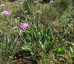 Description de l'image Knautia arvernensis.jpg.